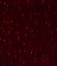 Scalamandre: Gran Conde Unito CL 0013 26719 Rouge